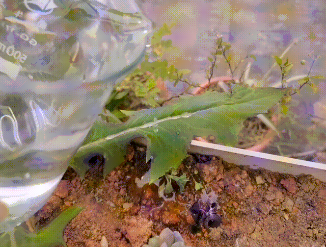 动图2.gif
