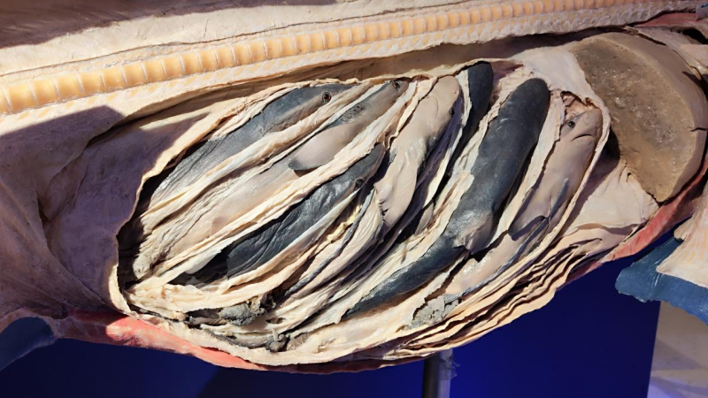 图片4_副本.png 图片4_副本.png